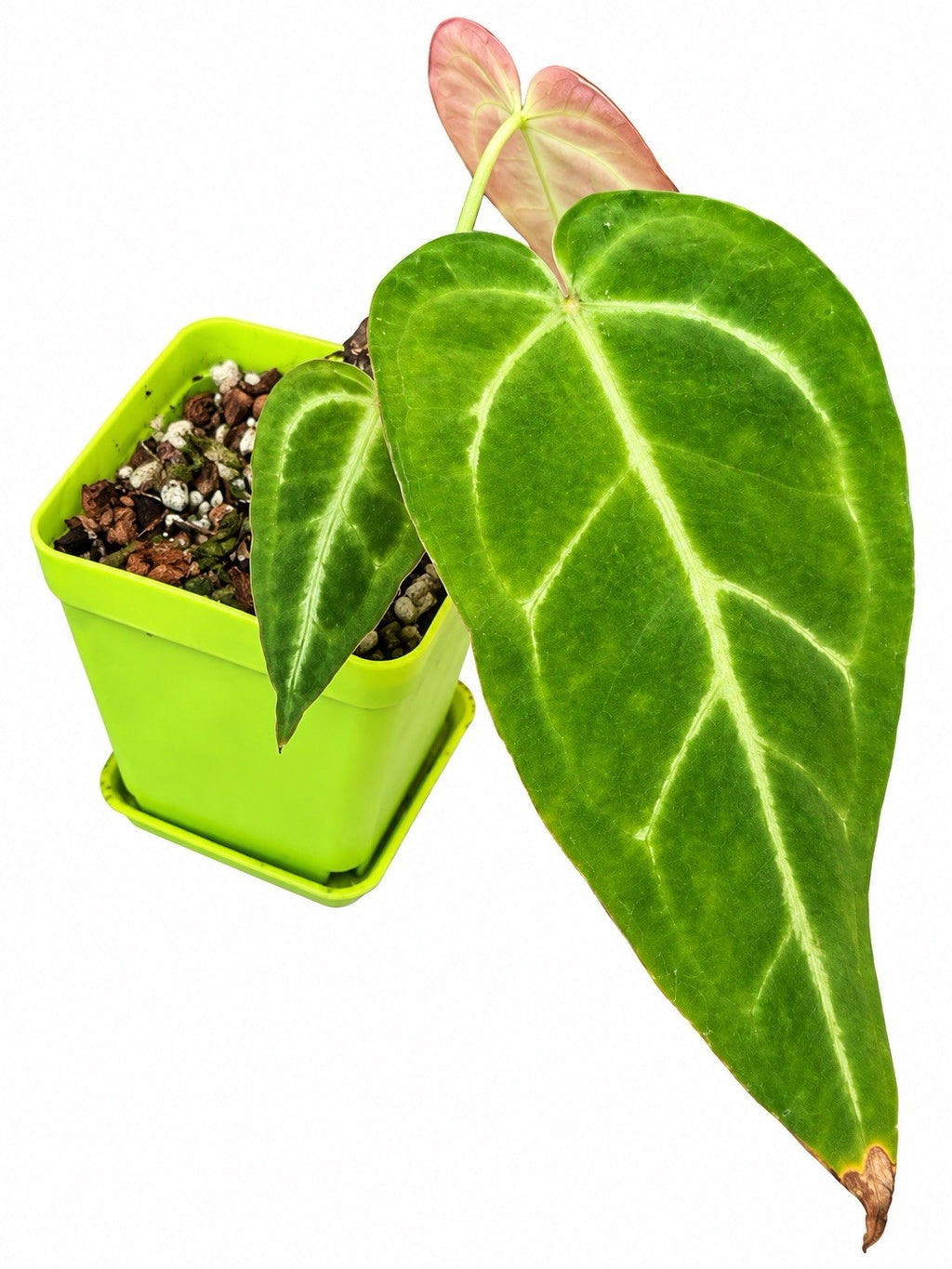 Anthurium (Lux × Pap × Cryst) × (Pap × Warocqueanum × Forgetii) | Rare Hybrid |