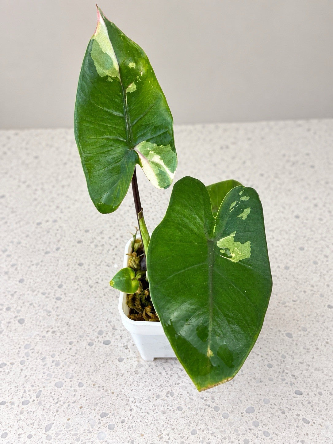 Alocasia macrorrhiza ‘Black Stem Albo Variegata’ | Corm Grown | Exact Plant