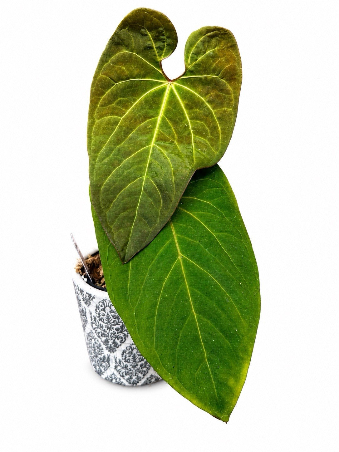 Anthurium Papillilaminum x Guatemalense SP Avoid Hybrid Rare Aroid