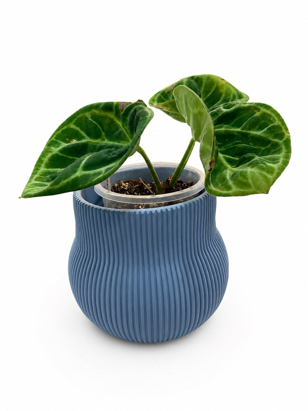 Anthurium Dorayaki Rare Aroid Collector Plant EXACT PLANT 🌿