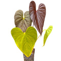 Anthurium Moody Clone × Red Beauty × Moodeanum Rare Aroid Collector Plant