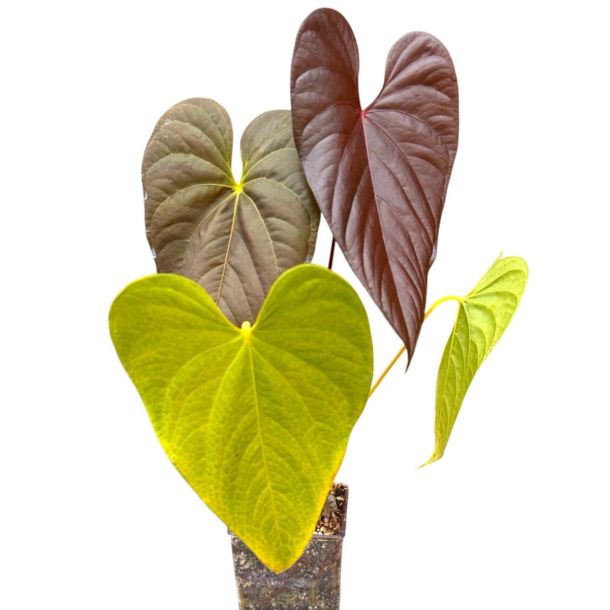 Anthurium Moody Clone × Red Beauty × Moodeanum Rare Aroid Collector Plant