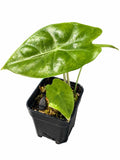 Alocasia ‘Nairobi Nights’ – Reverted Aurea| Corm Grown | Collector’s Plant