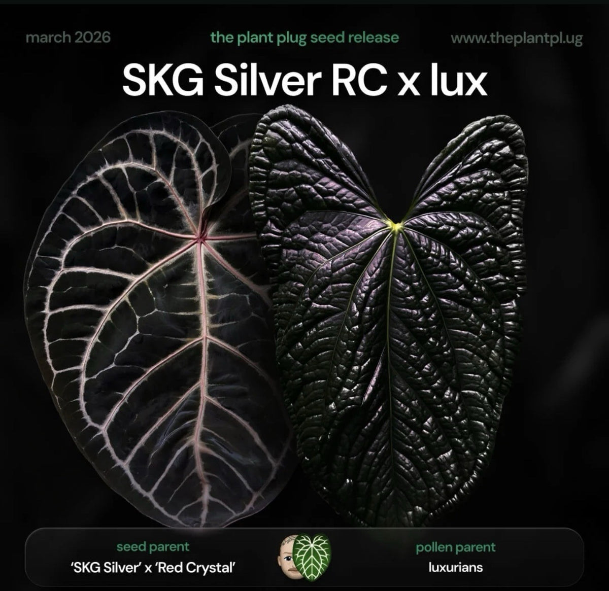 Anthurium SKG Silver × Red Crystal × Luxurians | Seed Grown | Exact Plant