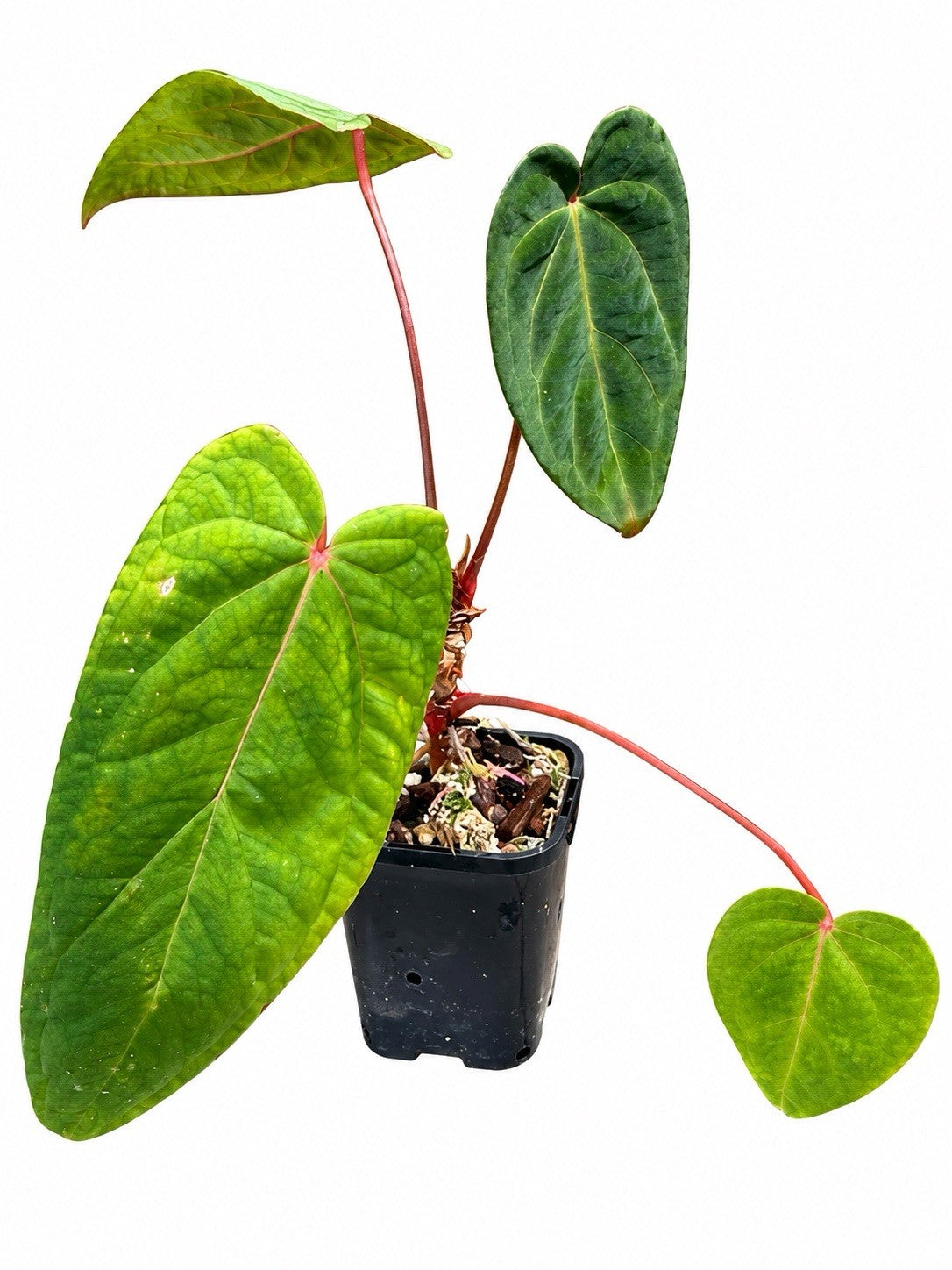 🌿 Anthurium (‘Midnight Velvet’ × Crystallinum) × Unknown – Established Plant