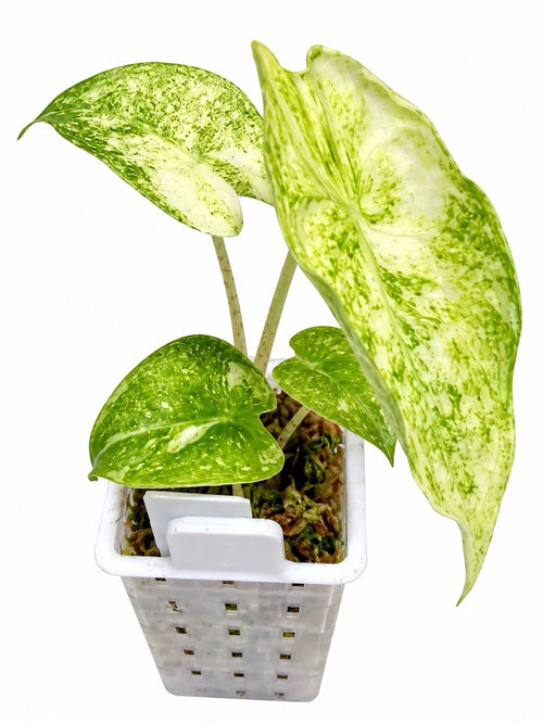 Alocasia Longiloba ‘Thai Constellation’ Variegated – Corm Grown | NOT TC