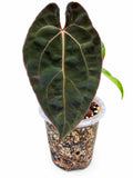Anthurium #PhoenixGangbang | The Plant Plug Rare Hybrid | Exact Plant