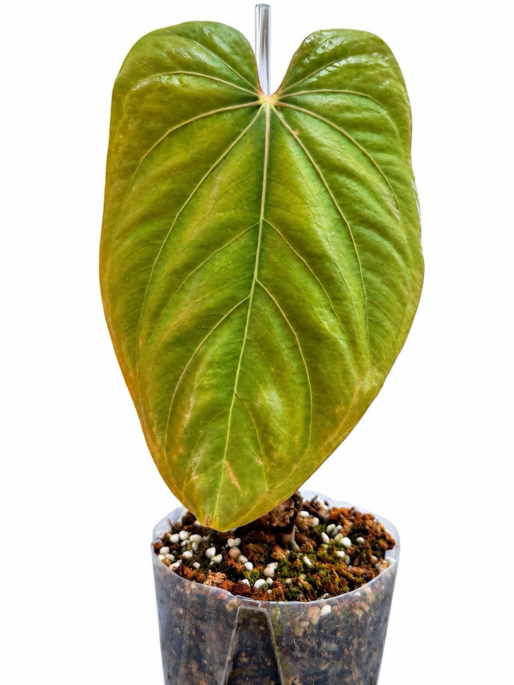 🌿 Anthurium Pap × RVDP – Rare Established Collector Plant