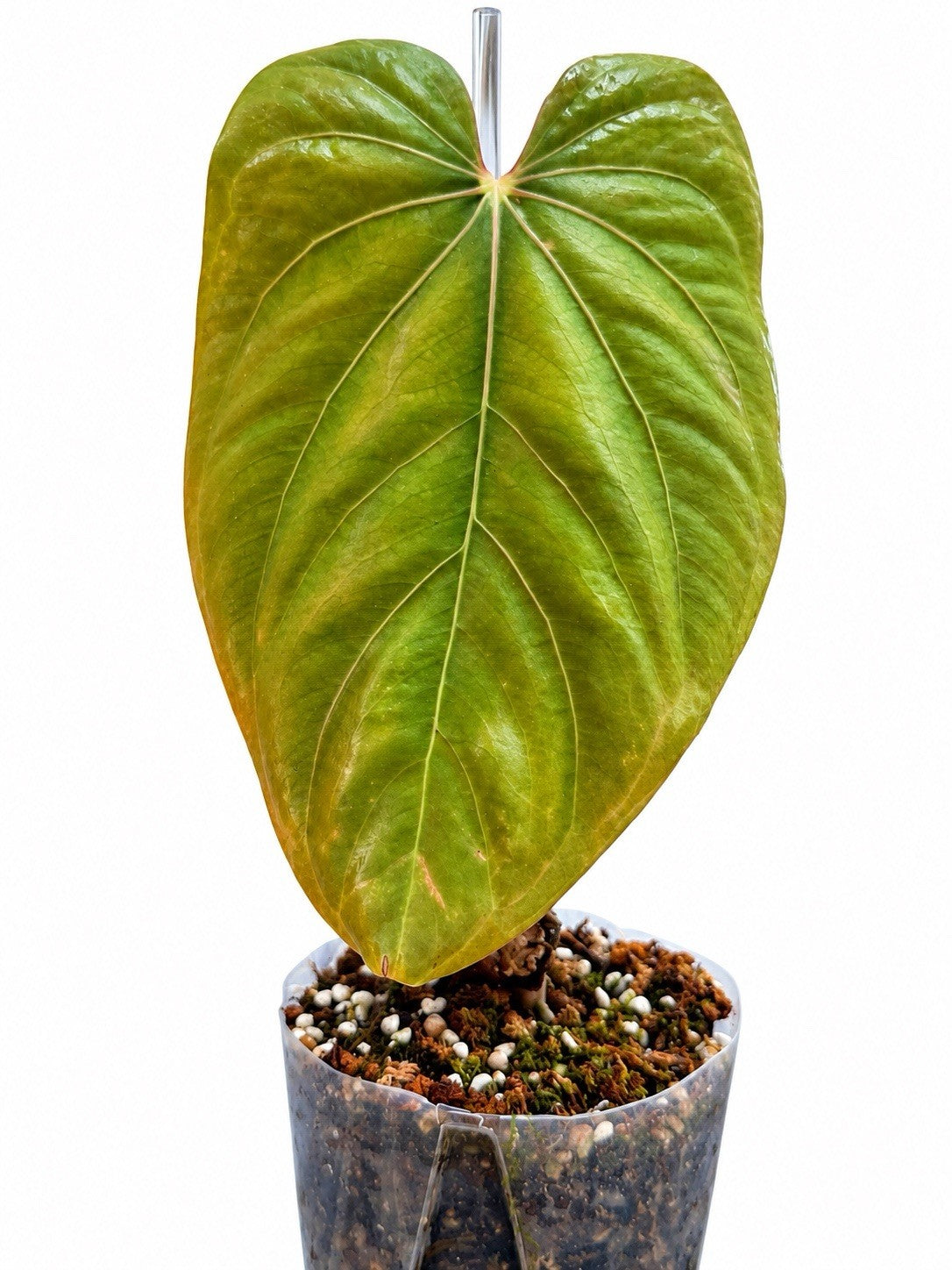 🌿 Anthurium Pap × RVDP – Rare Established Collector Plant