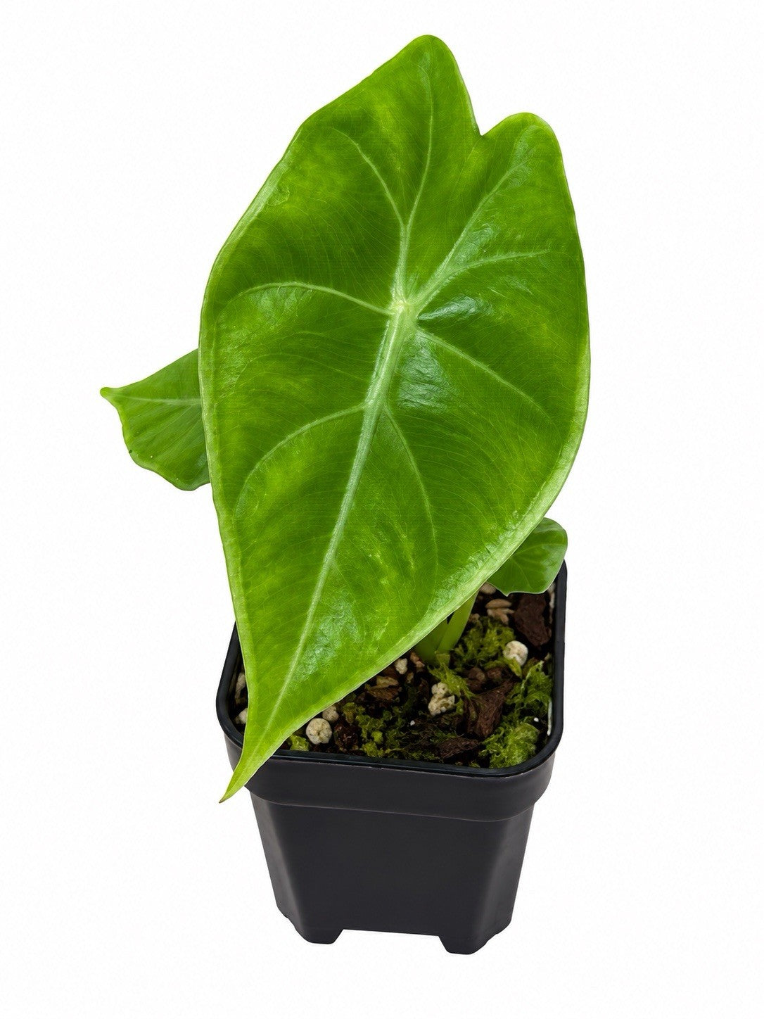 Alocasia ‘Nairobi Nights’ – Reverted | Corm Grown | Collector’s Plant