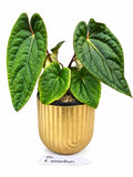 Anthurium Ochrantum X |  Rare Aroid | Exact Plant