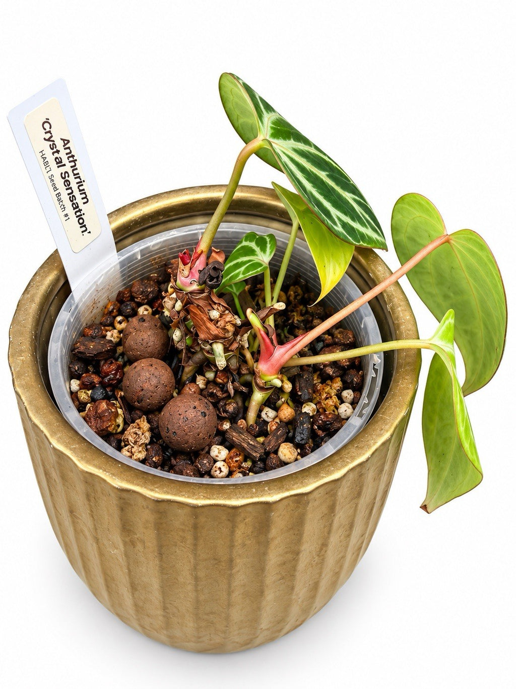 Anthurium Crystal Sensation | Established Rare Aroid | Exact Plant
