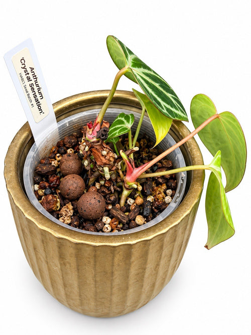 Anthurium Crystal Sensation | Established Rare Aroid | Exact Plant