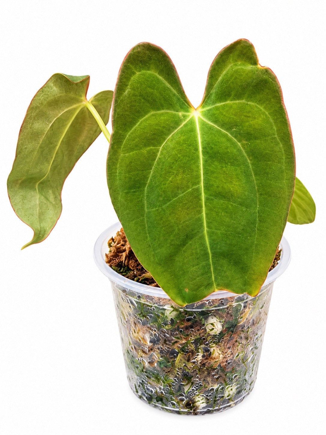 Anthurium Pap × Pap | Rare Papillilaminum Hybrid | Exact Plant