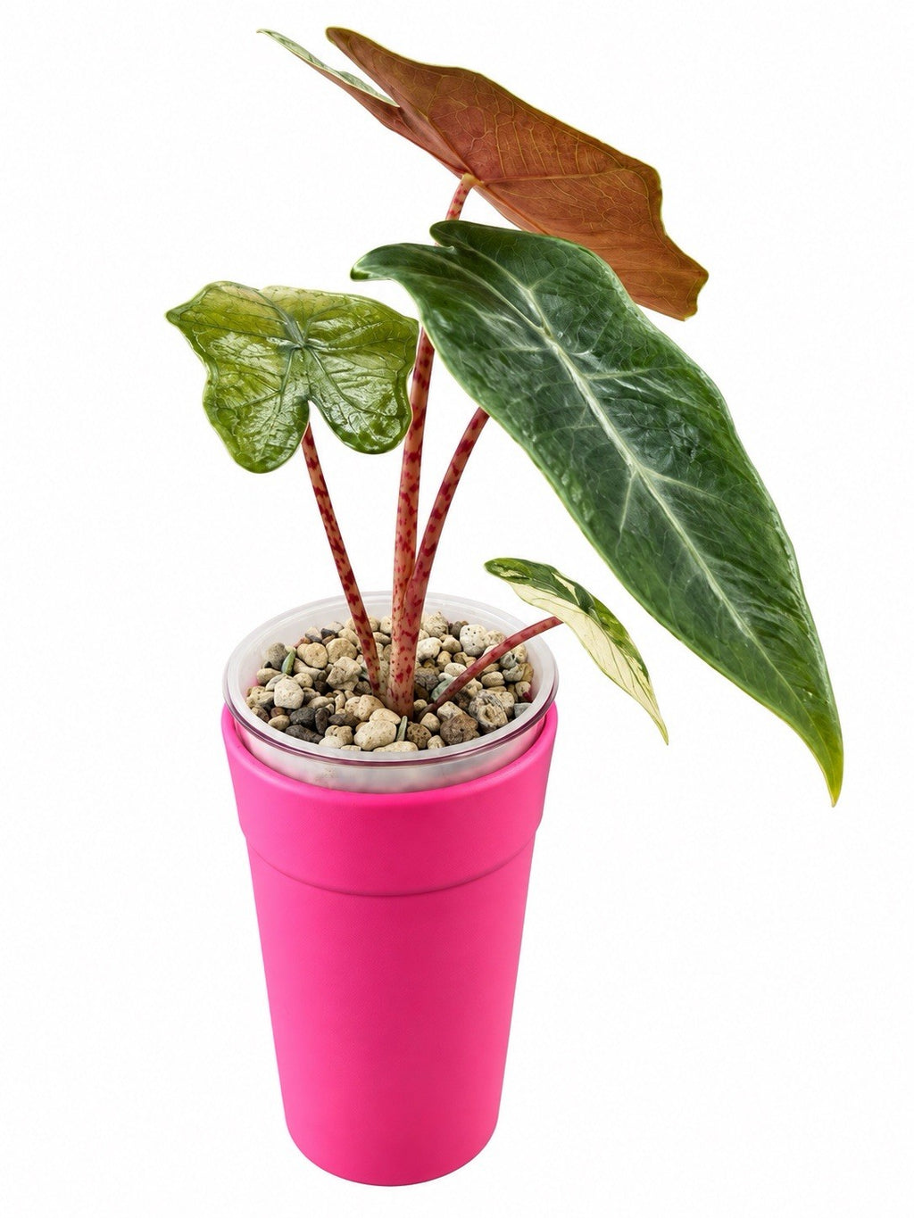 Alocasia Pseudo Pink Variegated – Corm Grown | Rare Collector Plant