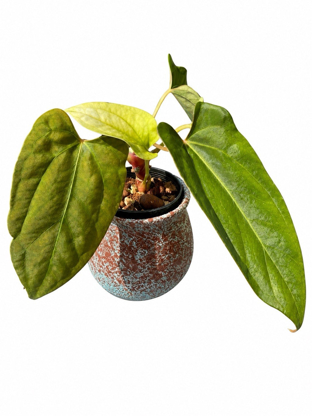 Anthurium Wolverine × Loki | The Plant Plug | Seed Grown | Exact Plant