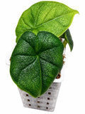 🌿 Alocasia Melo Albo Variegata – Reverted | Variegated Mother Plant
