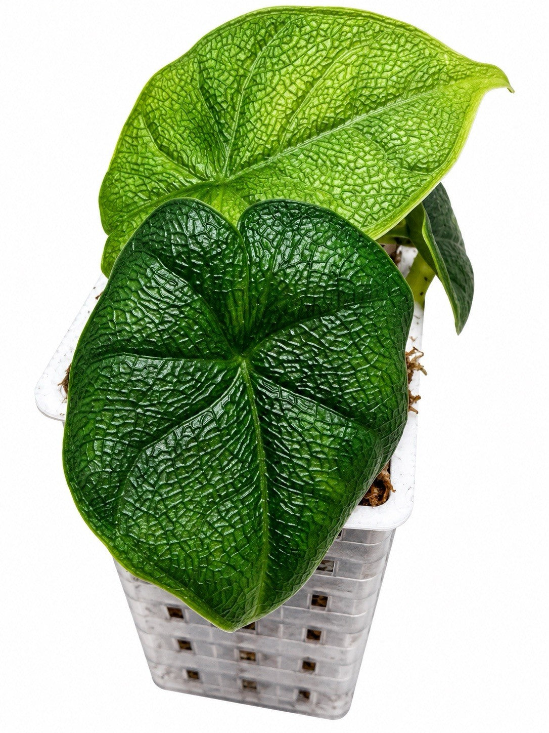 🌿 Alocasia Melo Albo Variegata – Reverted | Variegated Mother Plant