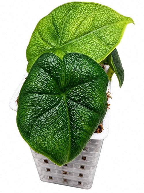 🌿 Alocasia Melo Albo Variegata – Reverted | Variegated Mother Plant