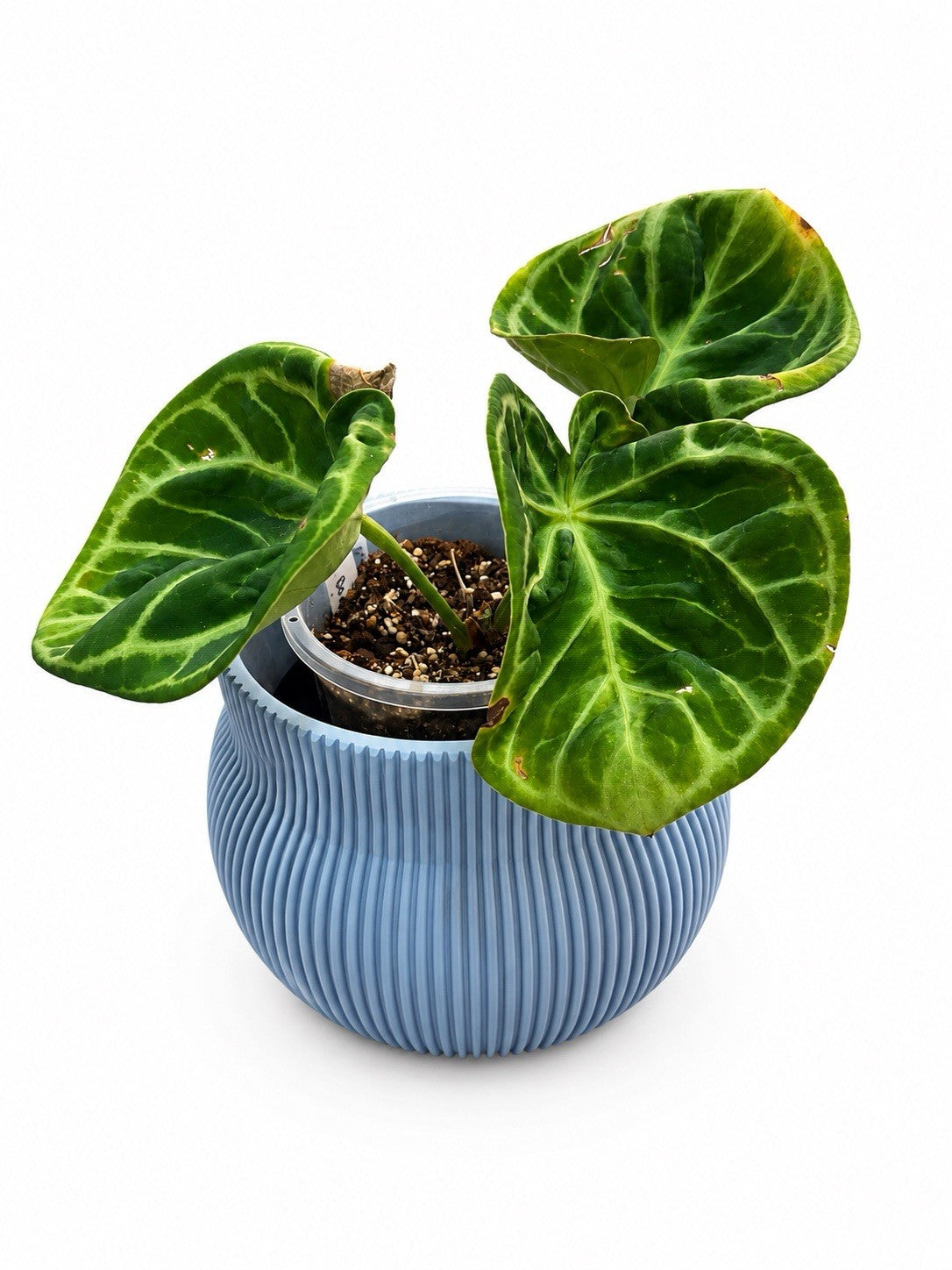 Anthurium Dorayaki Rare Aroid Collector Plant EXACT PLANT 🌿