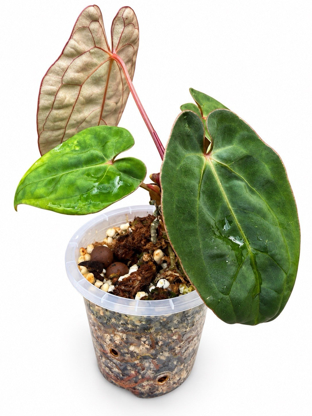 Anthurium #PhoenixGangbang | The Plant Plug Rare Hybrid | Exact Plant