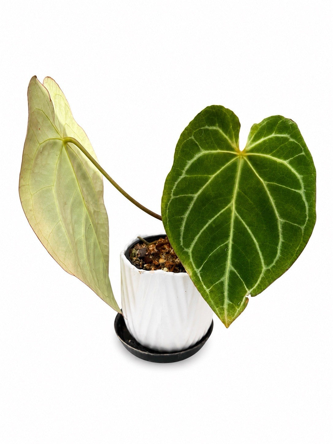 🌿 Anthurium ‘Augustus × Frilly Knickers’ – Rare Collector Hybrid 🌿