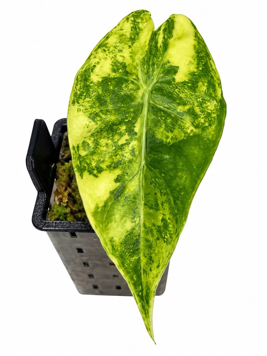 Alocasia Pink Dragon Aurea – Variegated