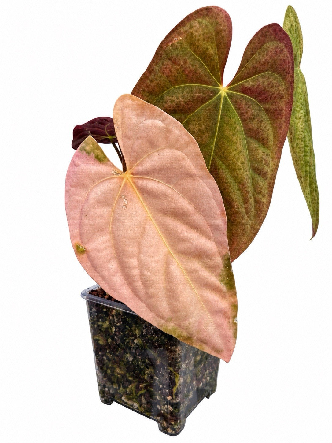 🌿 Anthurium Volcanic Ash × (PX D × Waddle NOID Dark Aroid) – Established Plant