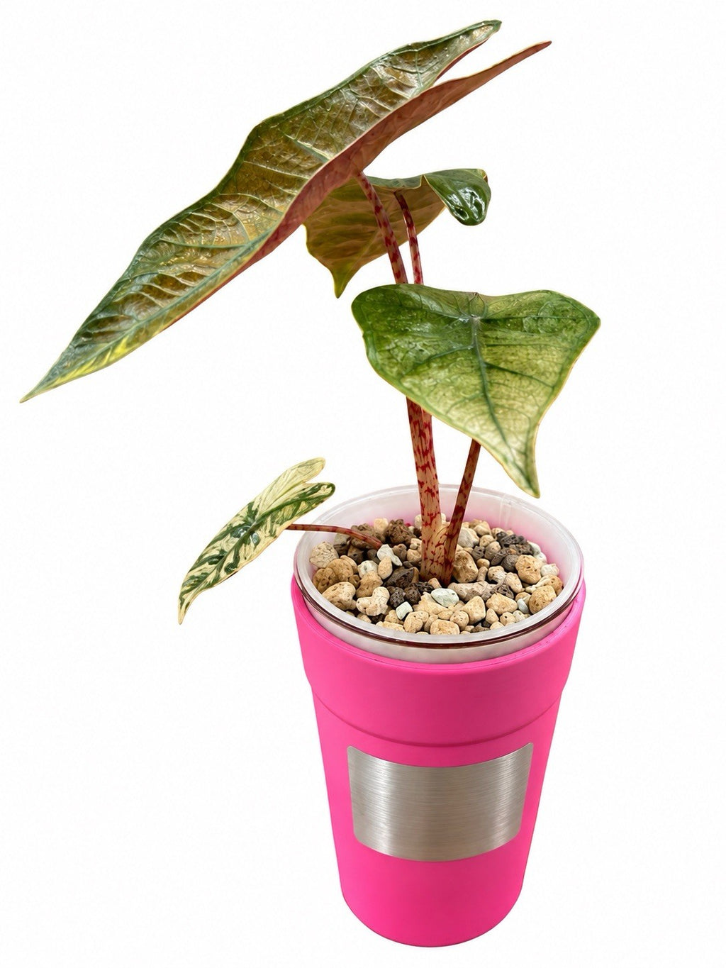 Alocasia Pseudo Pink Variegated – Corm Grown | Rare Collector Plant