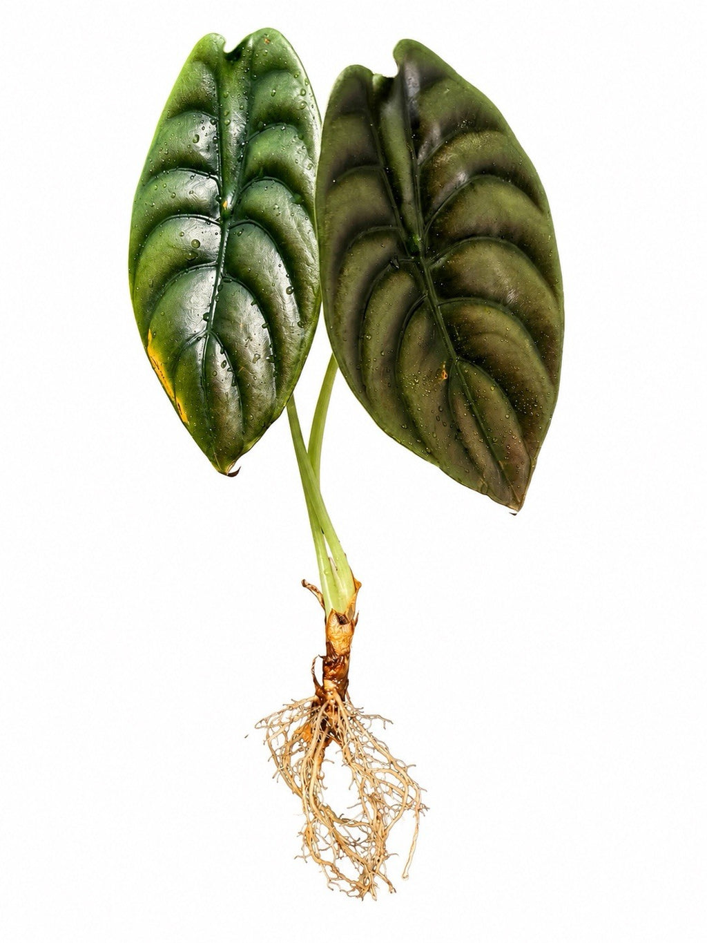 Alocasia Cuprea ‘Red Secret’ | Large Established Rooted Plant | Exact Plant