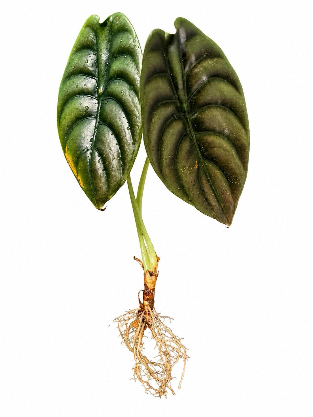 Alocasia Cuprea ‘Red Secret’ | Large Established Rooted Plant | Exact Plant