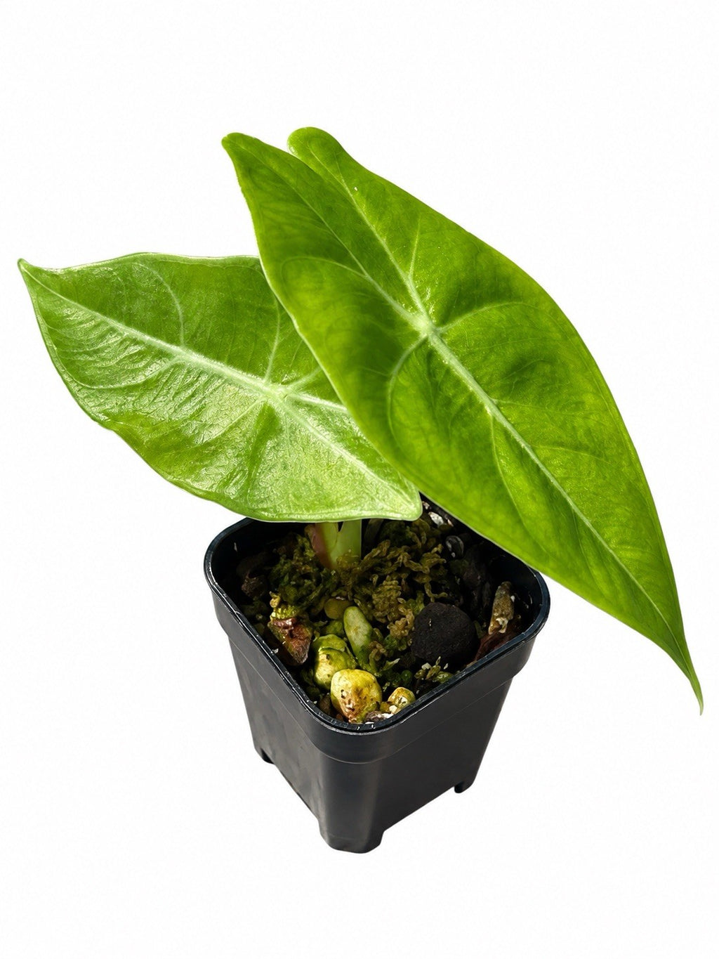 Alocasia ‘Nairobi Nights’ – Reverted Aurea| Corm Grown | Collector’s Plant