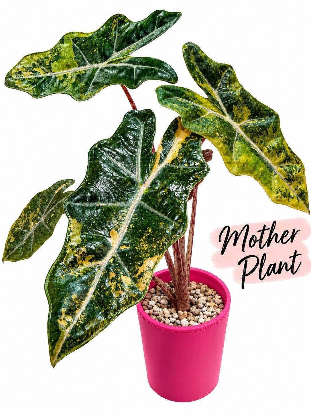 Alocasia Pseudosanderiana Aurea Variegated – Corm Grown | Exact Plant