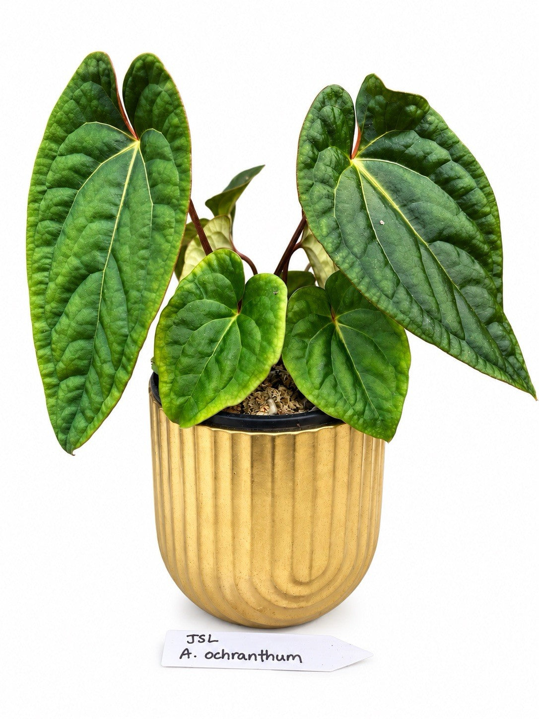 🌿 Anthurium ochranthum – Live Potted Indoor Houseplant w/ Plant Pot