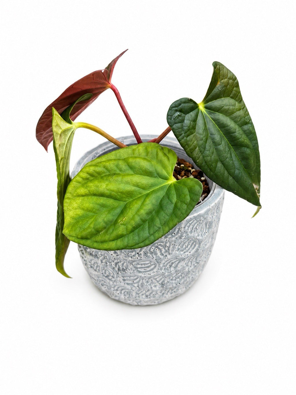 🌿 Anthurium Luxurians × Papillilaminum ‘Messiah’