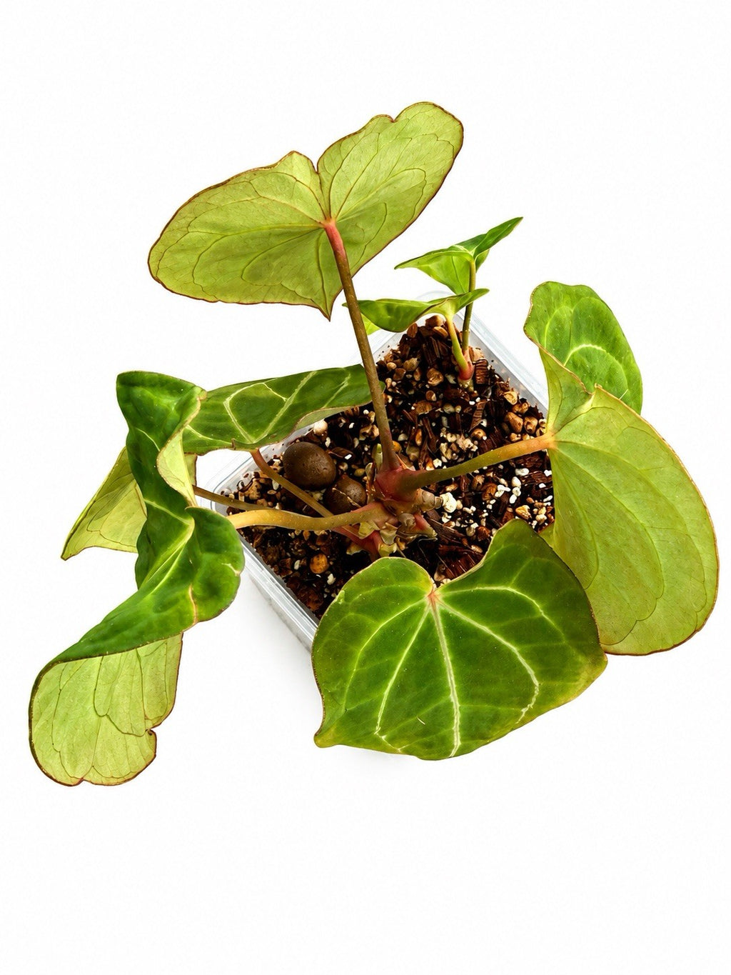 🌿 Anthurium NOID Hybrid – Established Plant 🌿
