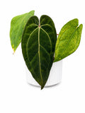 Rare Anthurium Red Crystal × Dressleri ‘Monroe’ – Established Rooted Plant