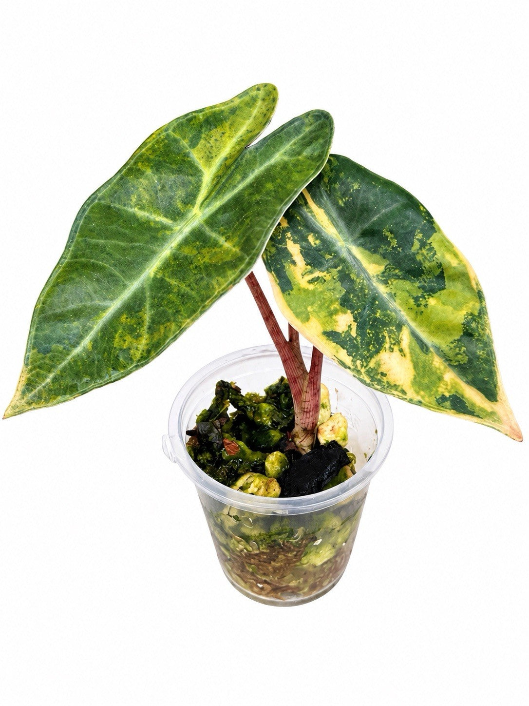 Alocasia Pseudosanderiana Aurea Variegated – Corm Grown | Exact Plant
