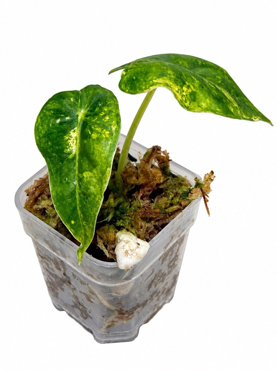 🌿 Alocasia Frydek Aurea – Corm Grown | Variegated | Exact Plant