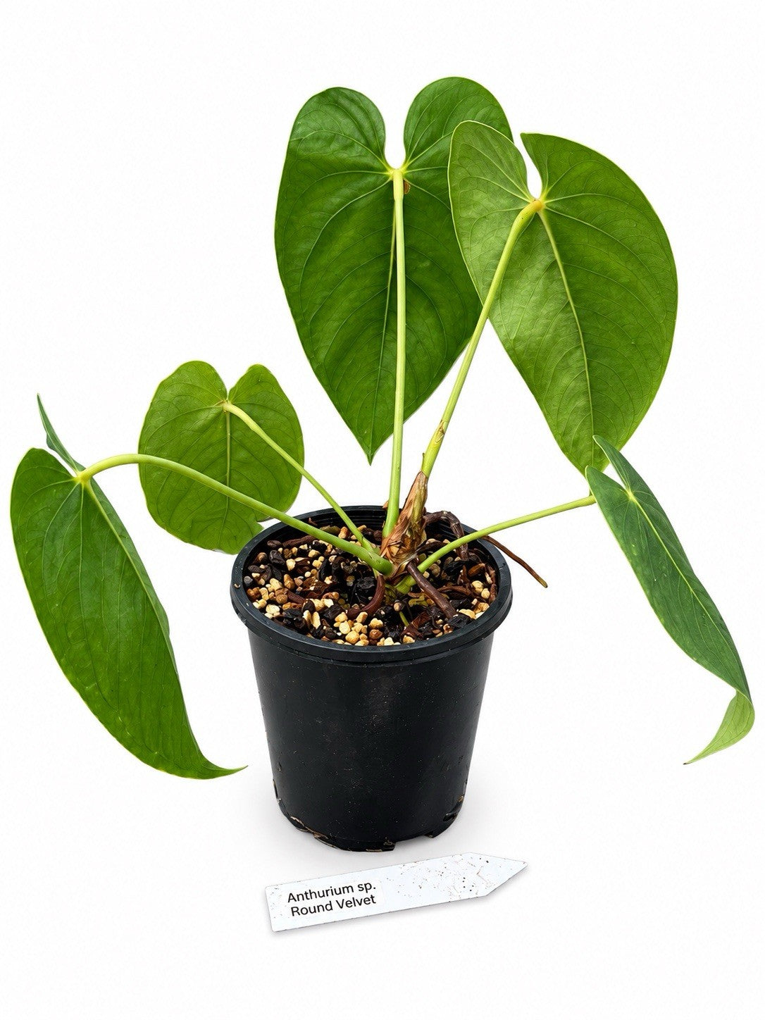 🌿 Anthurium sp. ‘Round Velvet’ – Large Established Collector Plant