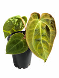 Anthurium Seraphyne - Twin Phoenix X Papxdressxcrys