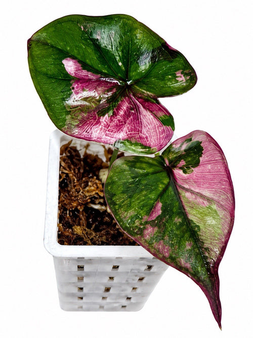Alocasia Yucatan Pink Princess – Corm Grown | Rare Collector’s Plant
