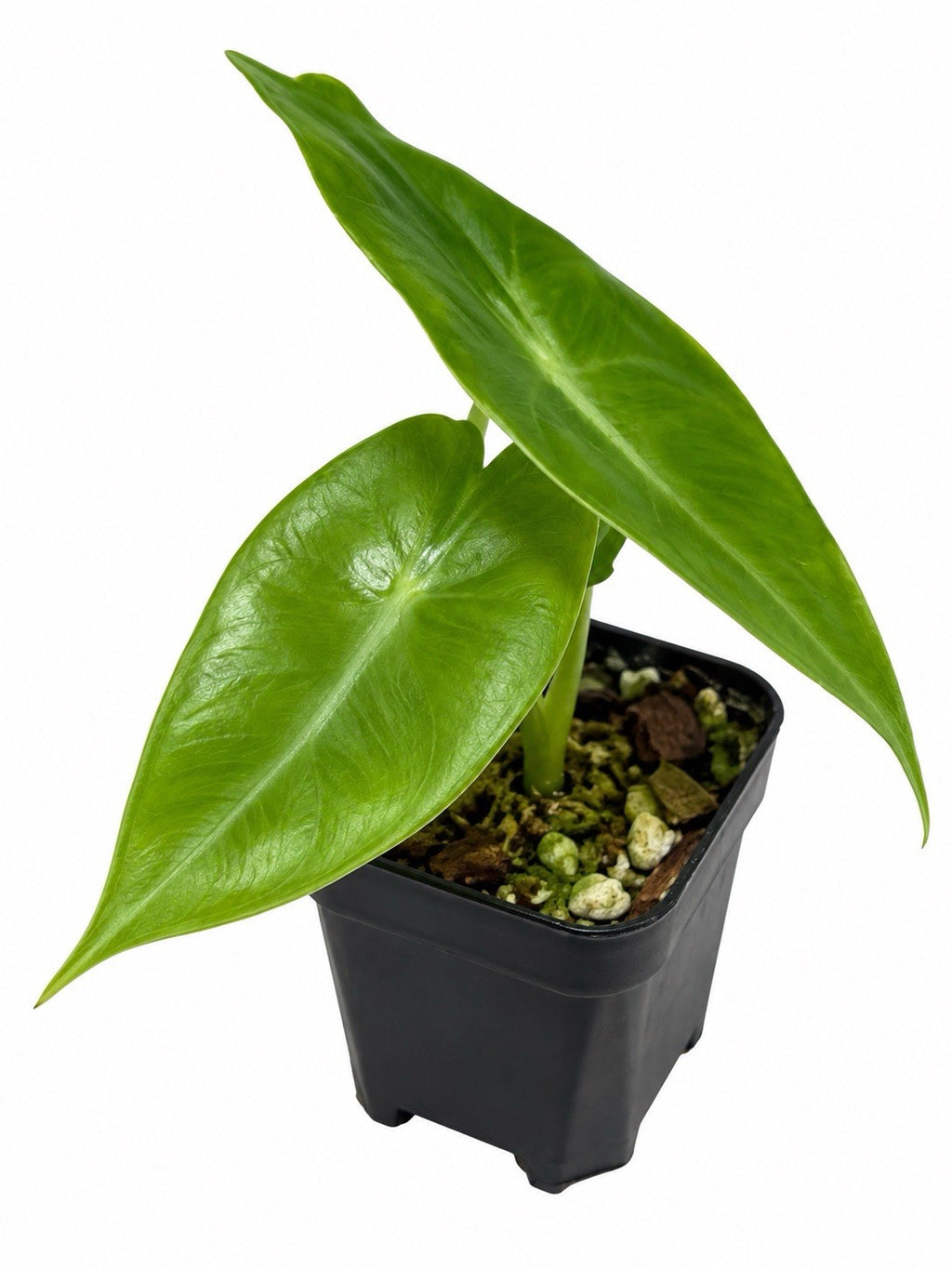 Alocasia ‘Nairobi Nights’ – Reverted | Corm Grown | Collector’s Plant