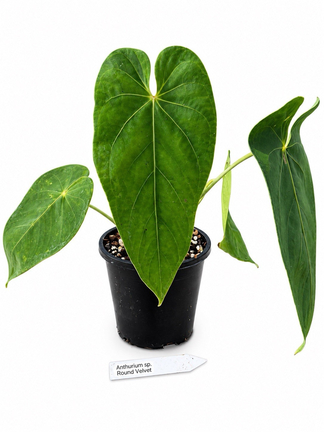 🌿 Anthurium sp. ‘Round Velvet’ – Large Established Collector Plant