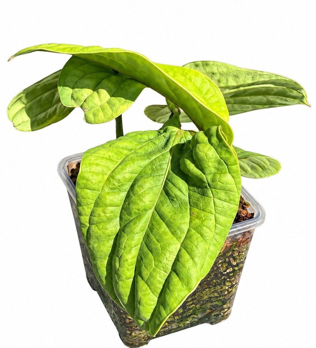 Anthurium Radicans Pure Species | Large Established Aroid | Exact Plant