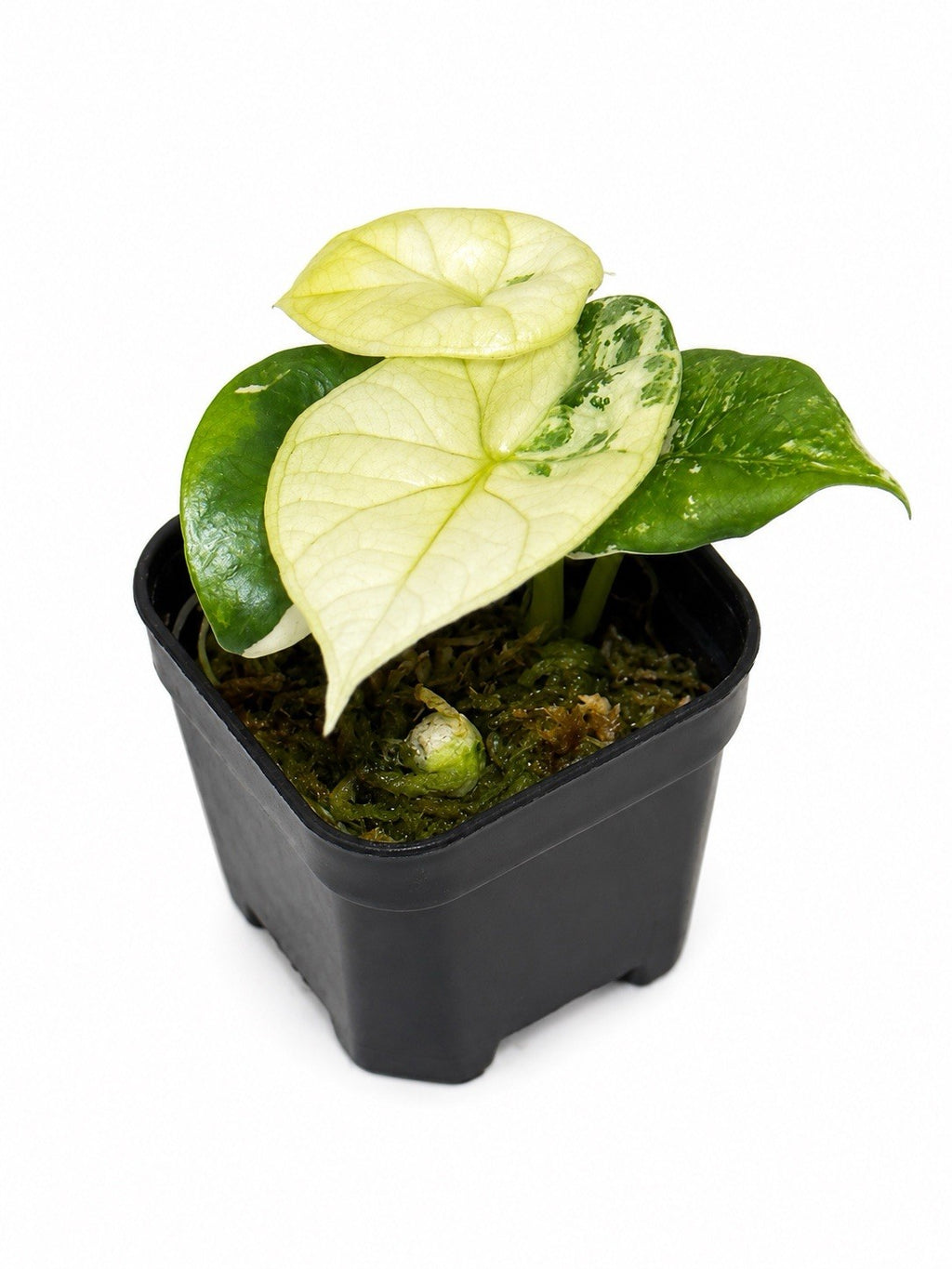 Alocasia Sinuata Albo – Corm Grown | Variegated Rare Collector’s Plant