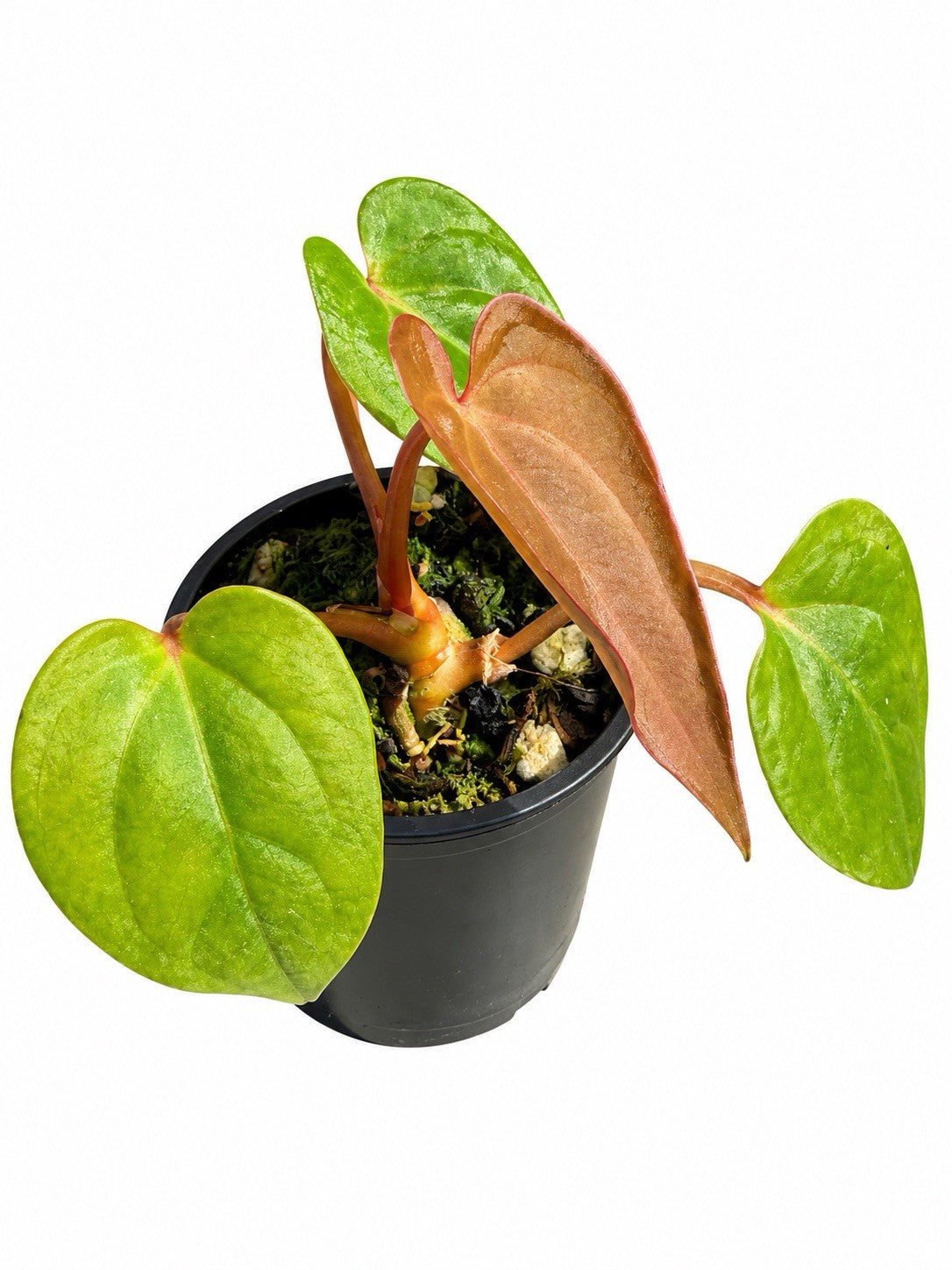 Anthurium Pap × (Carla × AOS) | Rare Collector Hybrid | Exact Plant