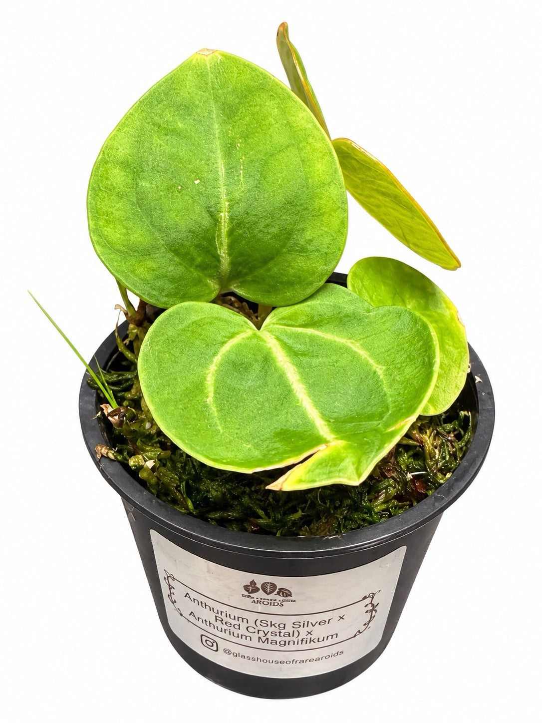 Rare Anthurium (SKG Silver × Red Crystallinum) × Variegated Magnificum