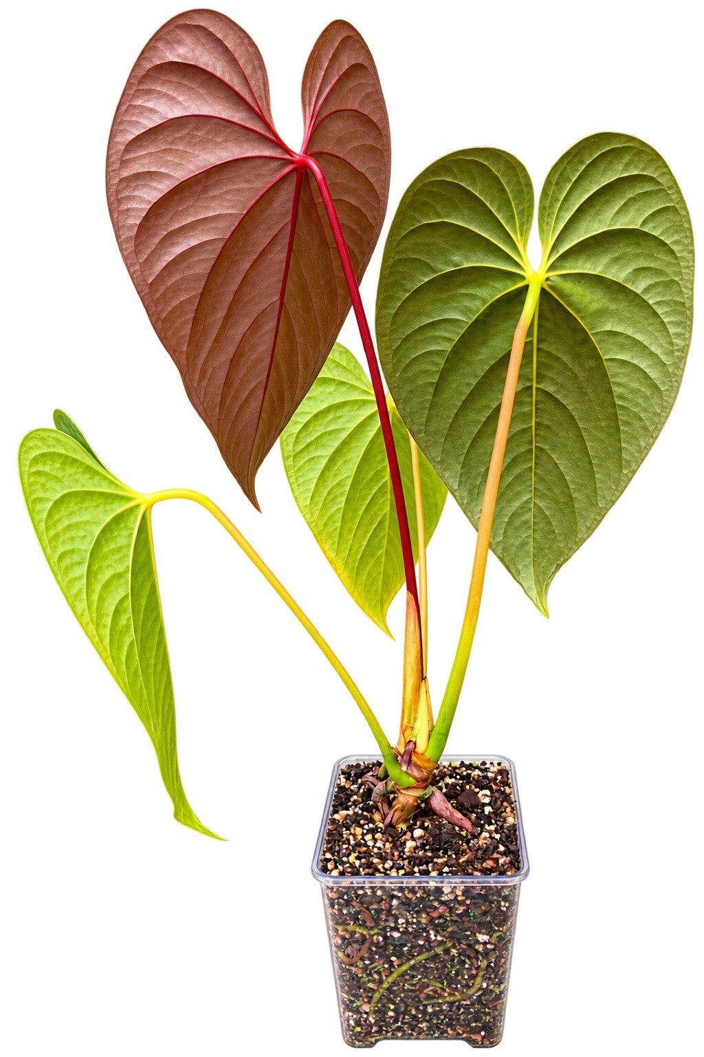 Anthurium Moody Clone × Red Beauty × Moodeanum Rare Aroid Collector Plant