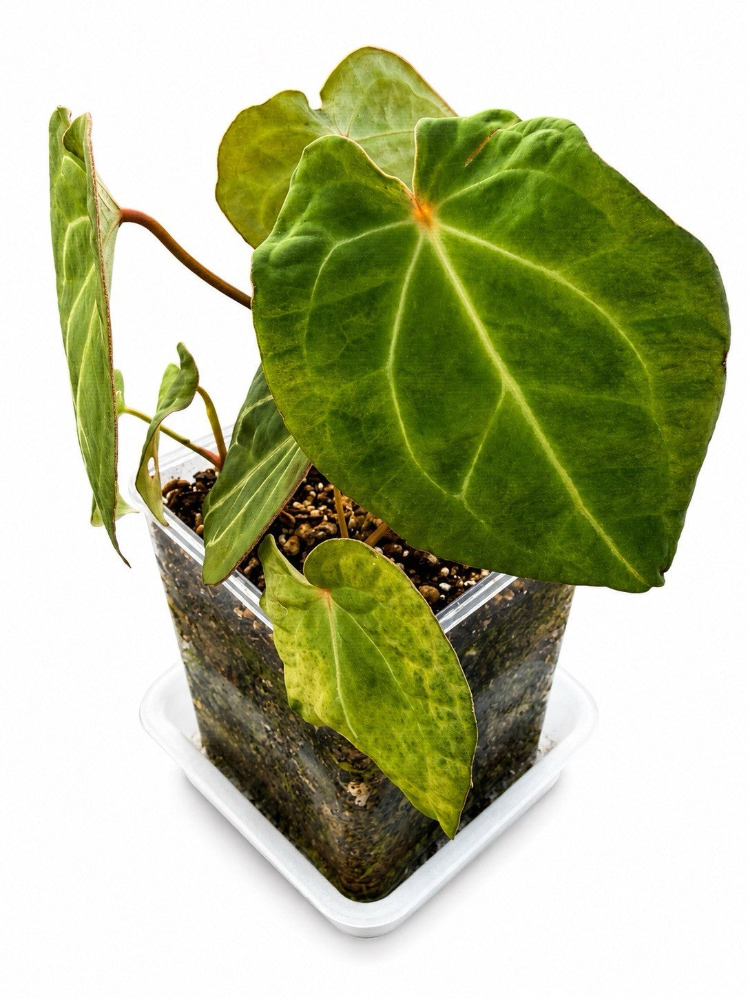 🌿 Anthurium NOID Hybrid – Established Plant 🌿
